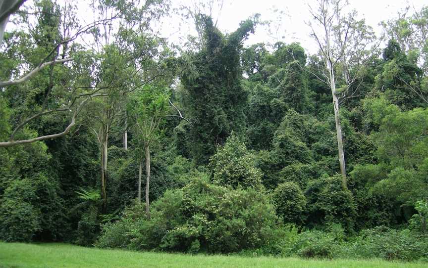 Cottan-Bimbang National Park, Yarrowitch, NSW