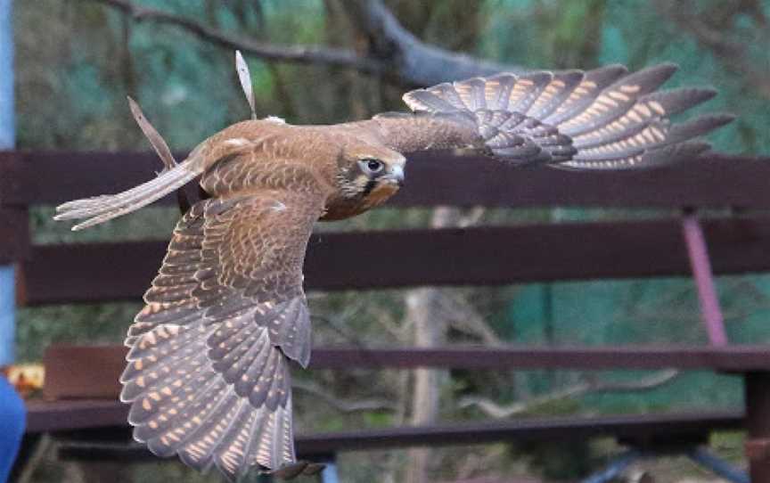 Raptor Domain, Seal Bay, SA