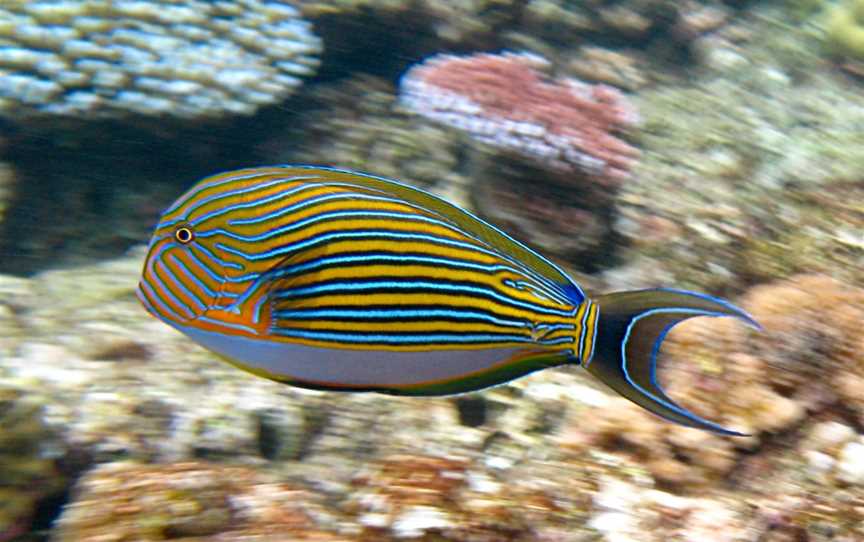 Great Barrier Reef, Cairns City, QLD