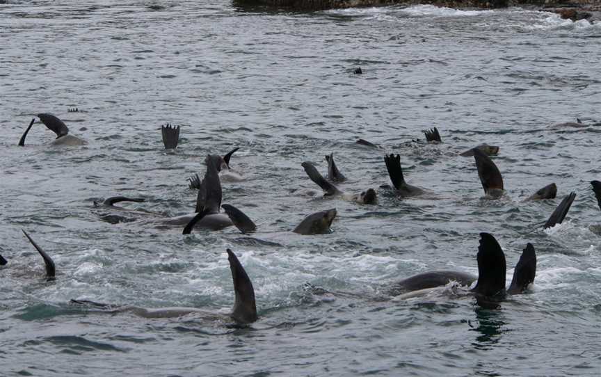 Montague Island, Narooma, NSW