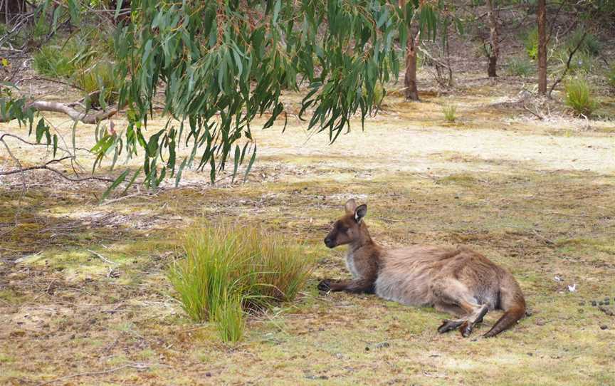 Kangaroo Island Wilderness Trail, Duncan, SA