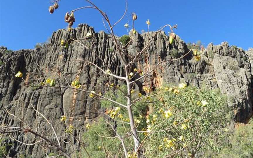 Windjana Gorge National Park, Derby, WA