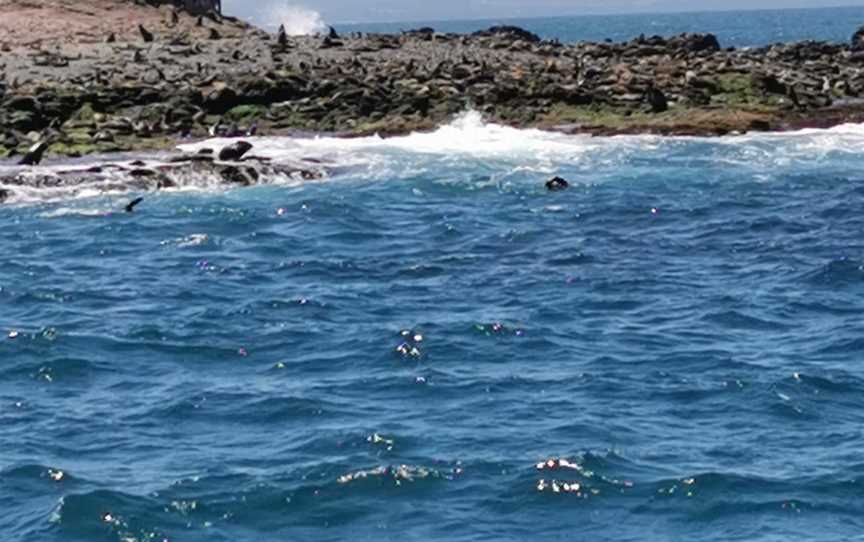 Seal Rocks, Forster, NSW