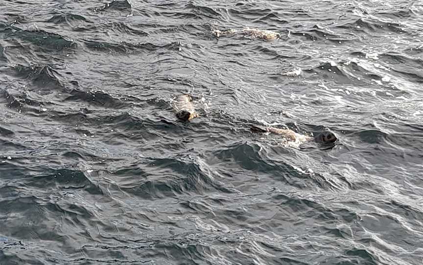 Seal Rocks, Forster, NSW