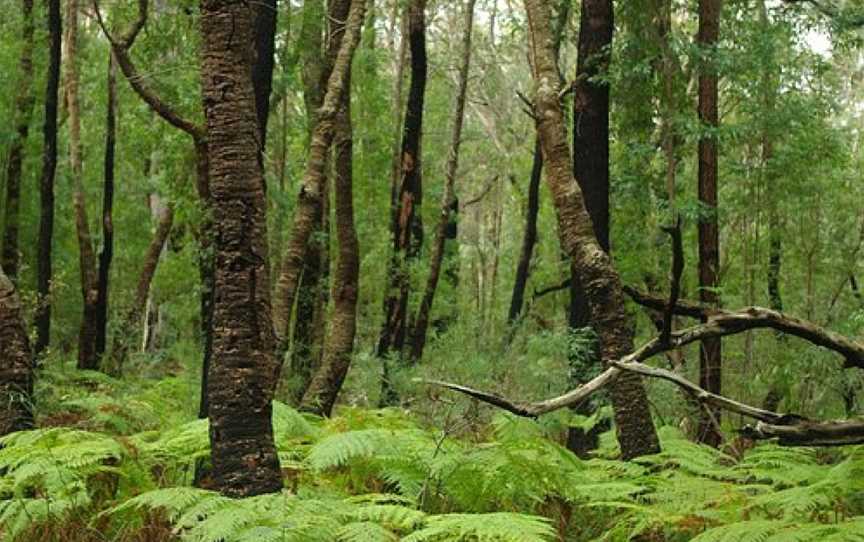 Ulladulla Wildflower Reserve, Ulladulla, NSW