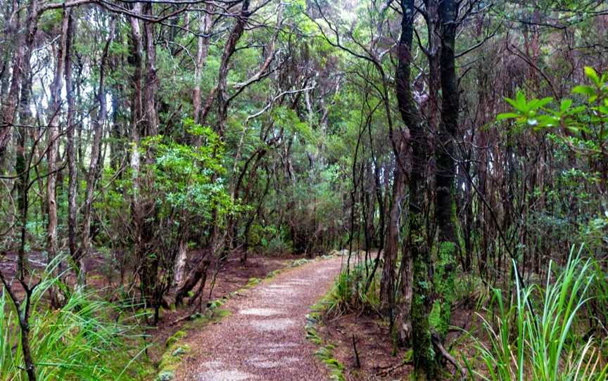 Blue Tier Forest Reserve, Weldborough, TAS