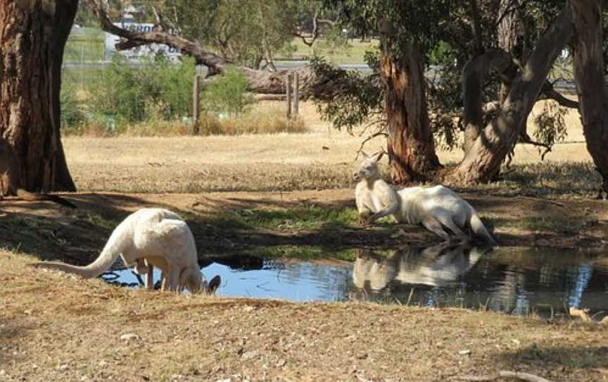 Bordertown Wildlife Park, Bordertown, SA