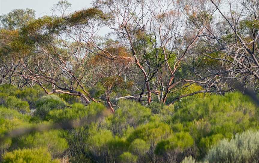 Gluepot Reserve, Waikerie, SA