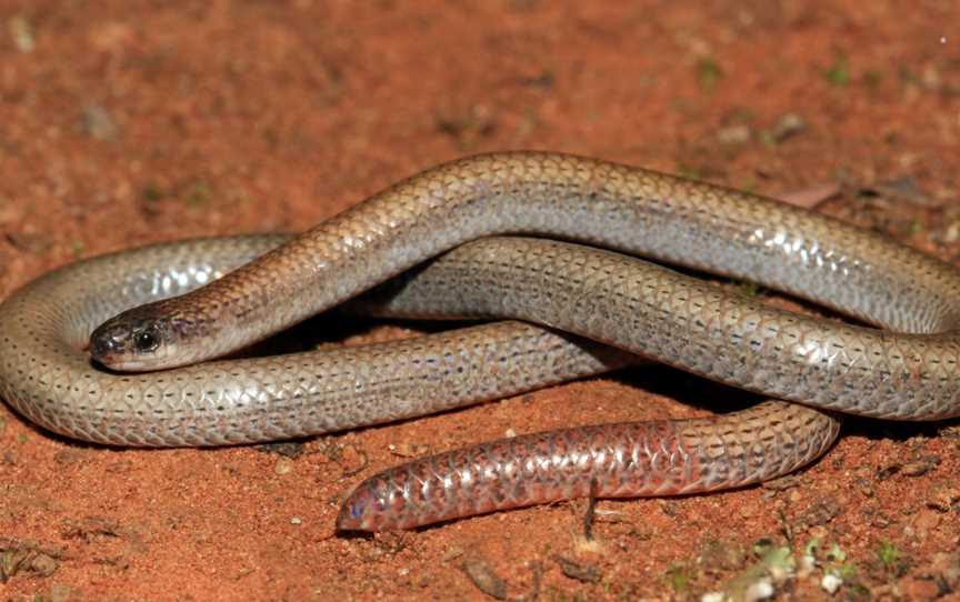 Mount Taylor Nature Reserve, Kambah, ACT