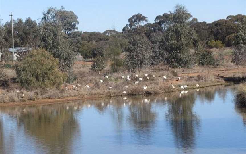 West Wyalong Wetlands, West Wyalong, NSW