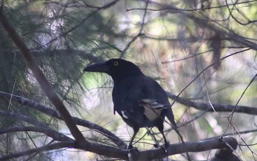 Ben Bennett Botanic Park, Caloundra, QLD