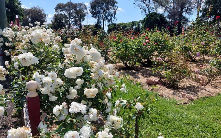 Cowra Rose Garden, Cowra, NSW