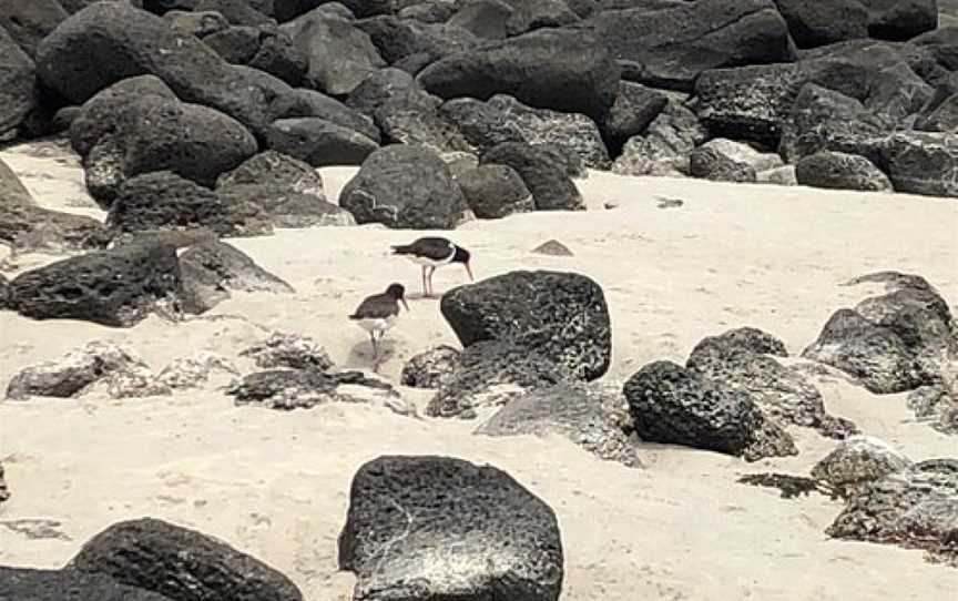 Pea Soup Beach, Port Fairy, VIC