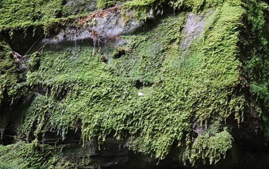 Moss Garden, Carnarvon National Park, QLD