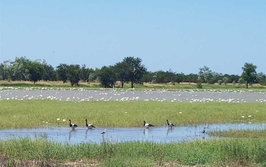 Mutton Hole Wetlands Conservation Park, Normanton, QLD