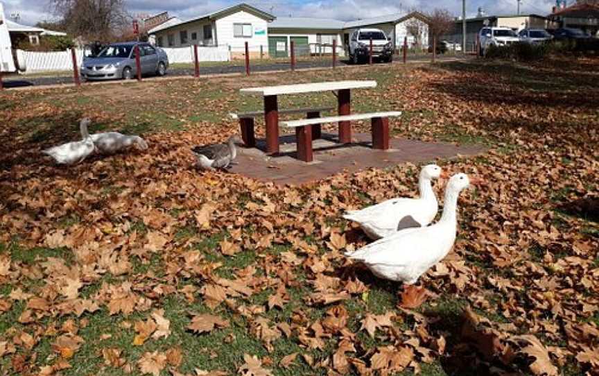 Nelson Park, Coonabarabran, NSW