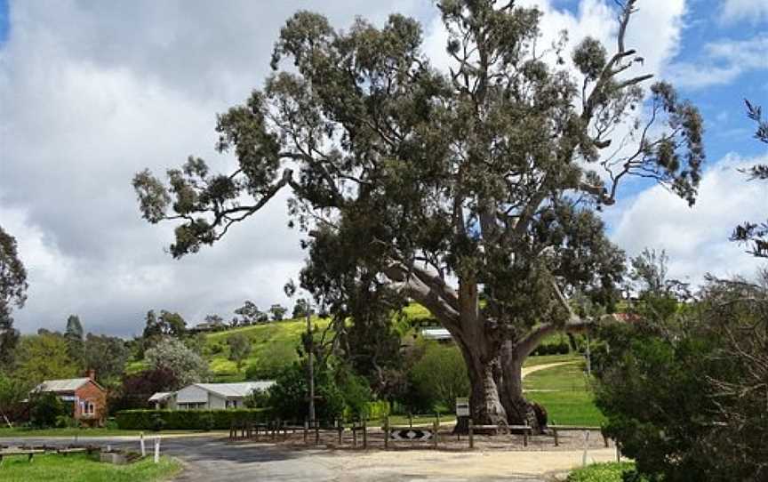 Big Tree, Guildford, VIC