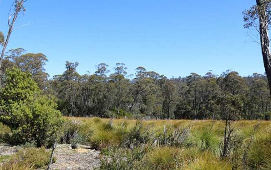 Larmairremener tabelti, Cradle Mountain-Lake St. Clair National Park, TAS