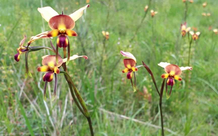 Moorooduc Quarry Flora And Fauna Reserve, Moorooduc, VIC