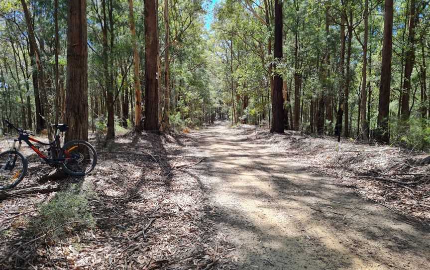 Olney State Forest, Laguna, NSW