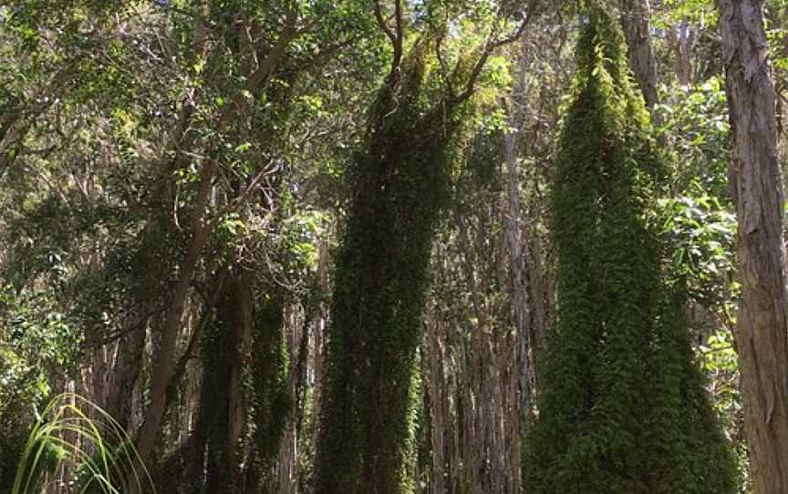 The Paperbark Trail, Agnes Water, QLD