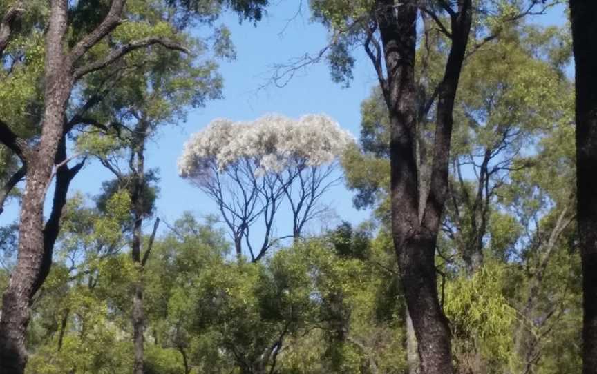 Tregole National Park, Morven, QLD