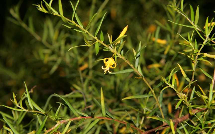 Wirrimbirra Sanctuary, Bargo, NSW