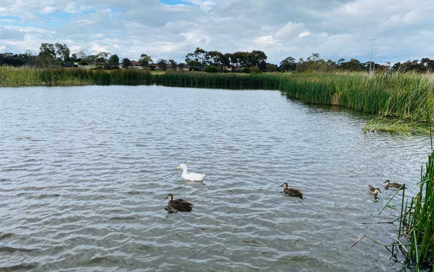 Heathdale Glen Orden Wetlands, Werribee, VIC