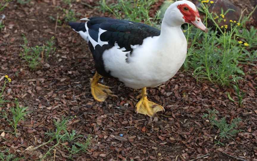 Waterloo Plains Environmental Park, Wandoan, QLD