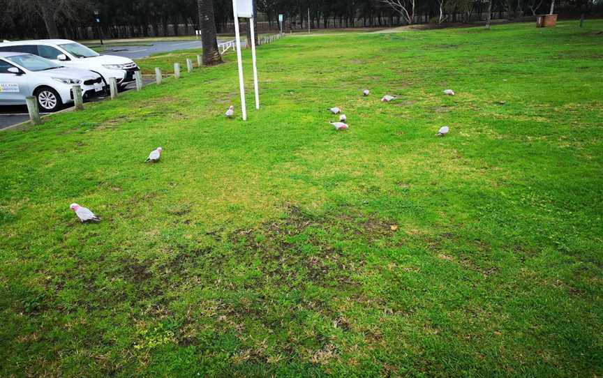 Joyce Snadden Reserve, Port Adelaide, SA