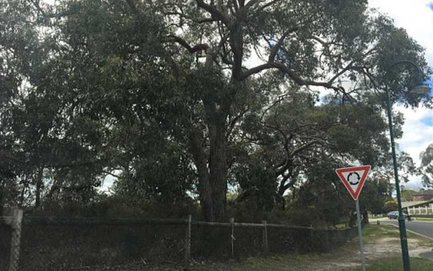 Monique Bushland Reserve, Langwarrin, VIC