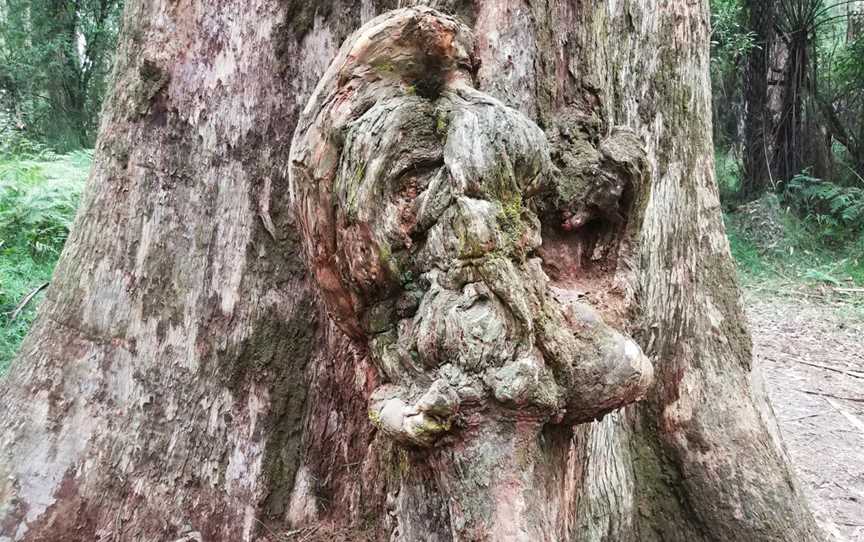 O'Donohue Picnic Ground, Sherbrooke, VIC