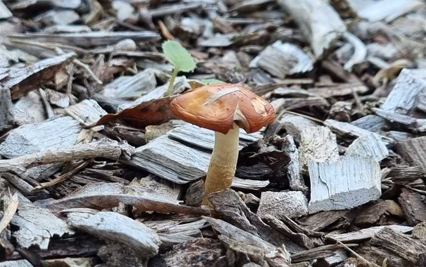 Riley Reserve, Murrumbeena, VIC