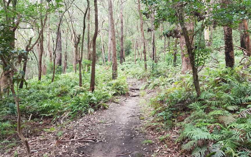 Rumbalara Reserve, Springfield, NSW