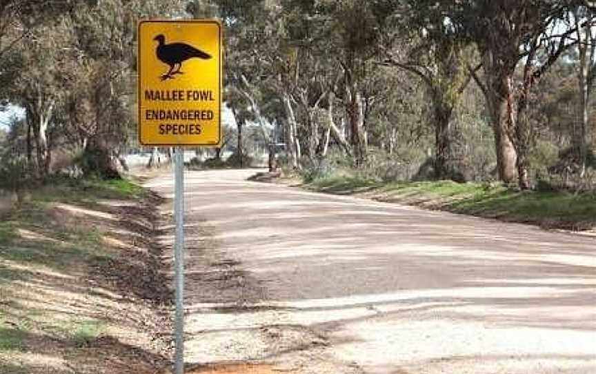 Wychitella Flora & Fauna Reserve, Wedderburn, VIC