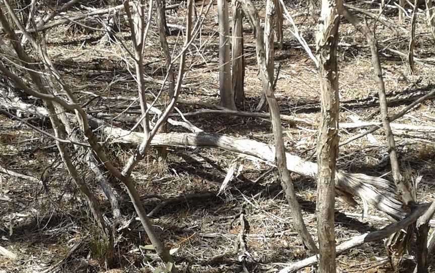 Breelong National Park, Dubbo, NSW