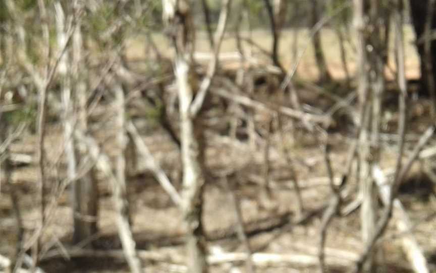 Breelong National Park, Dubbo, NSW