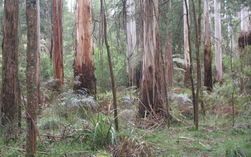 Butterfield Reserve, Emerald, VIC