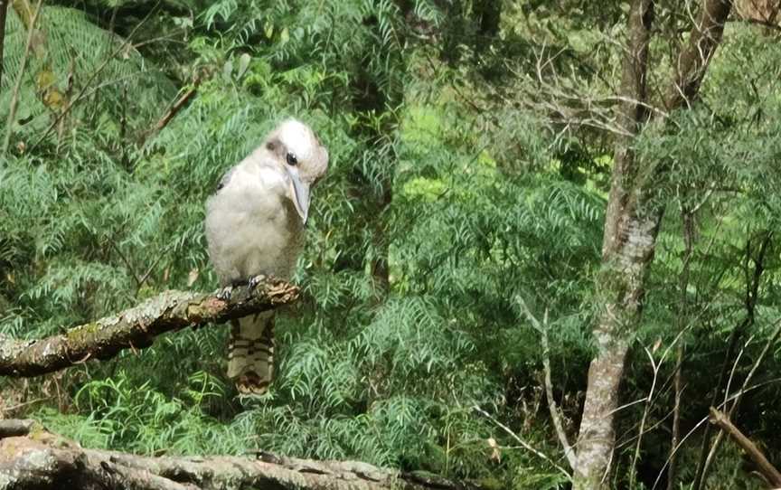 Butterfield Reserve, Emerald, VIC