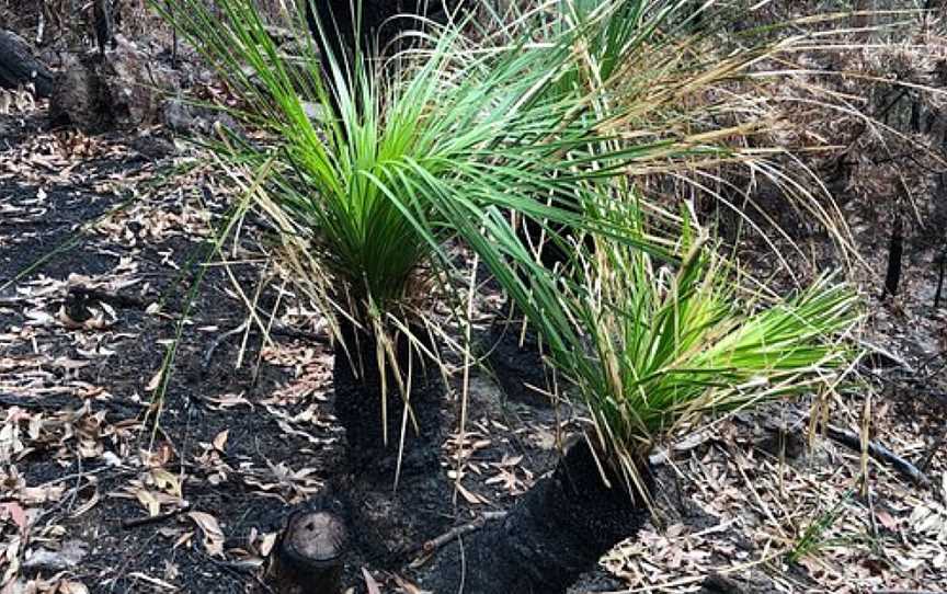 Dawes Road Fire Trail, Woodford, NSW