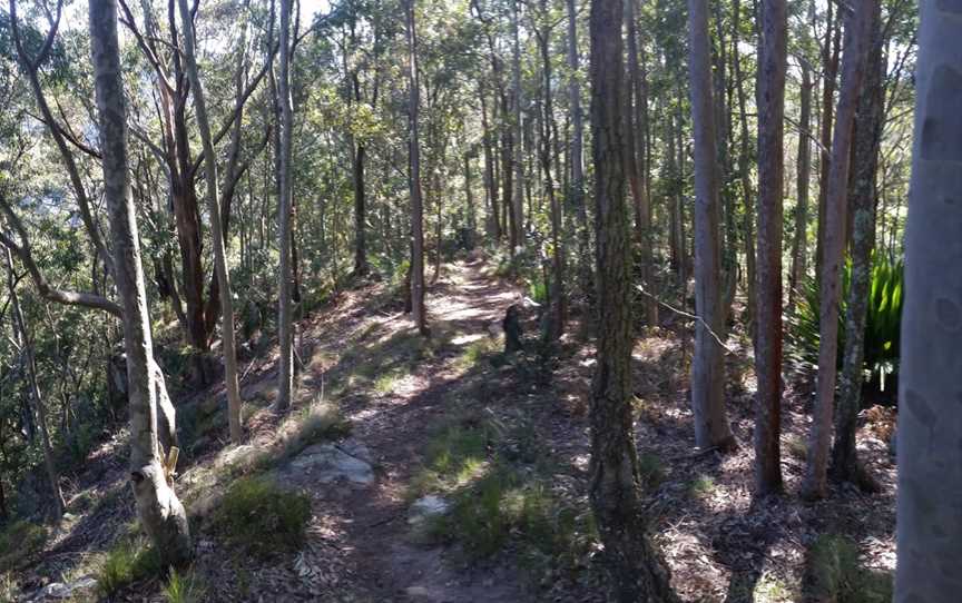 Heaton State Forest, Toronto, NSW