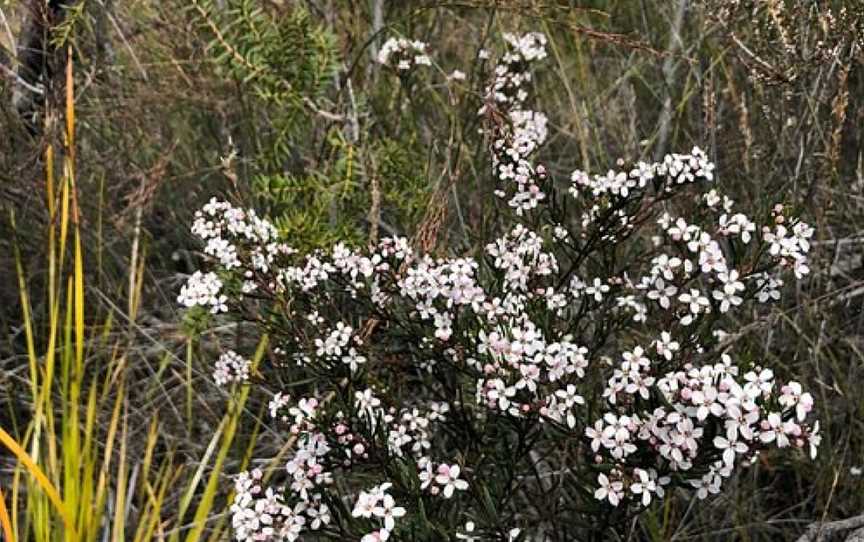 Linden Trail, Woodford, NSW