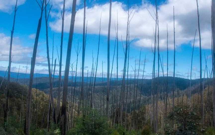 Macalister Gorge Scenic Reserve, Licola, VIC