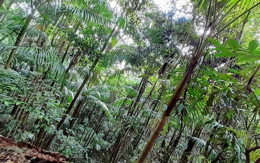 Manitsky Park, Tamborine Mountain, QLD