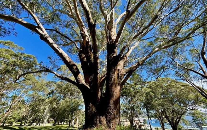 Neil Carroll Park, Nelson Bay, NSW