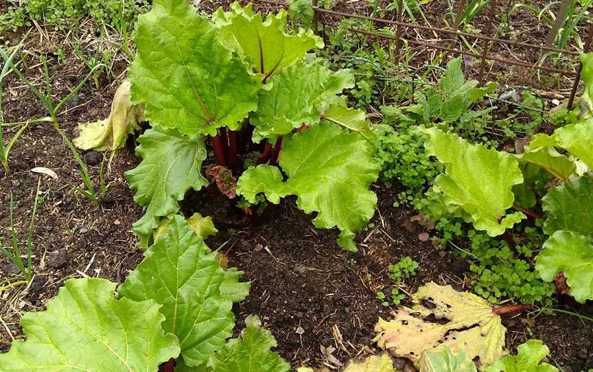 Newstead Community Garden, Newstead, VIC