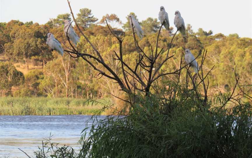 Swanport Reserve, Murray Bridge, SA