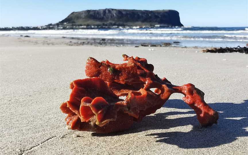 Tatlows Beach, Stanley, TAS