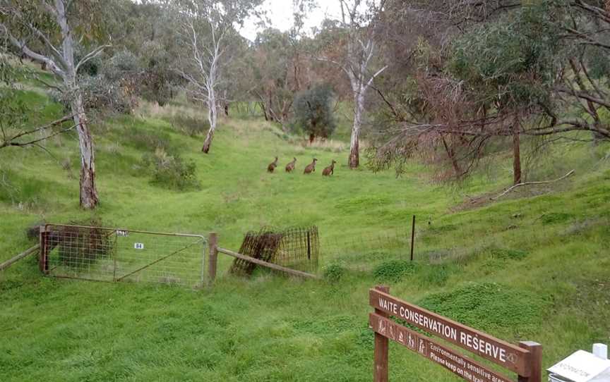 Waite Conservation Reserve, Urrbrae, SA