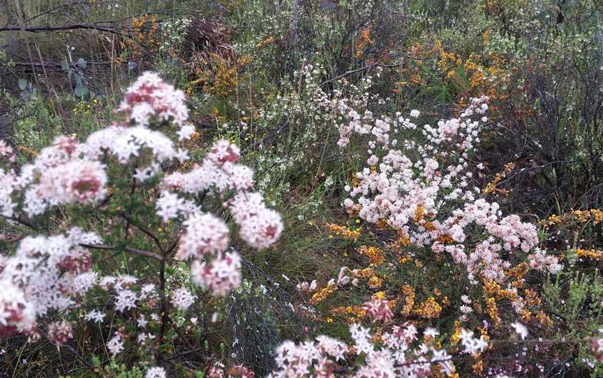 Wax Garden Conservation Reserve, St Arnaud, VIC